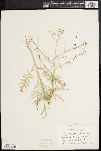 Sisymbrium altissimum image