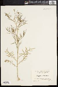 Sisymbrium altissimum image