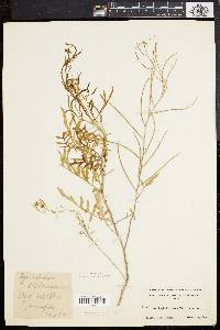 Sisymbrium altissimum image