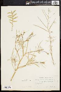 Sisymbrium altissimum image