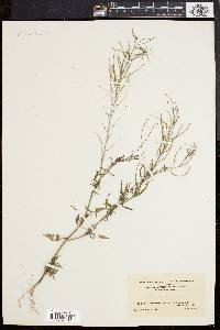 Sisymbrium altissimum image