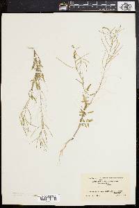 Sisymbrium altissimum image