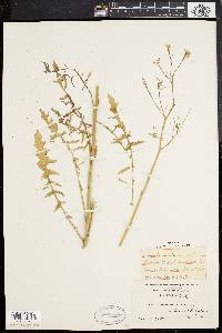 Sisymbrium altissimum image