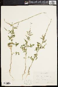 Sisymbrium officinale image