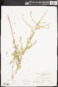 Sisymbrium officinale image