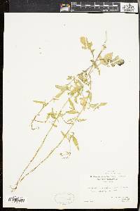 Sisymbrium officinale image