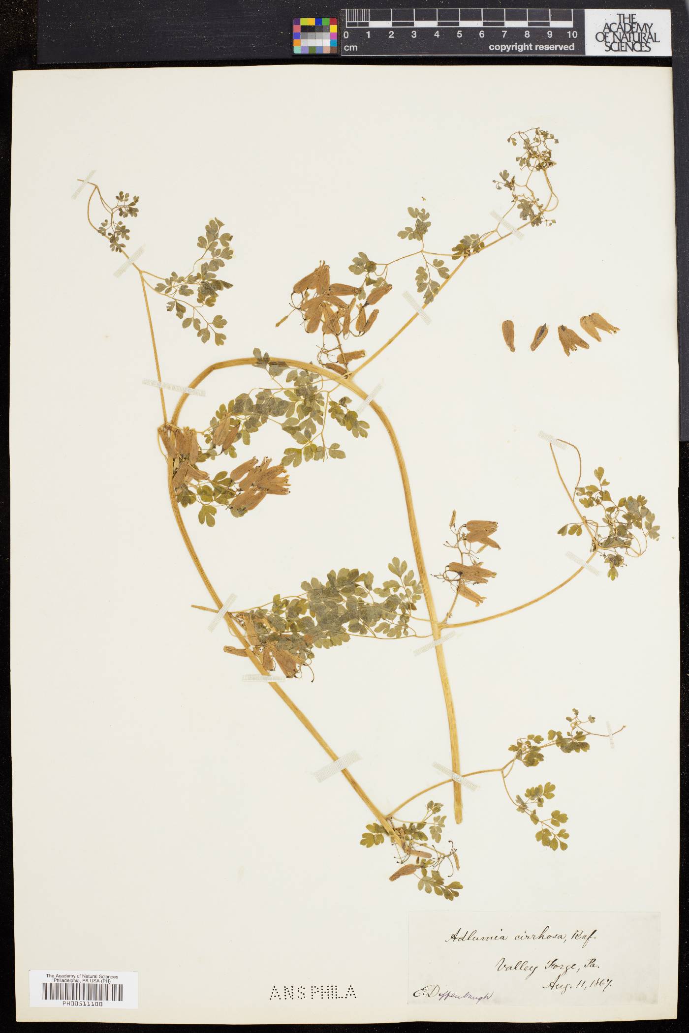 Adlumia fungosa image