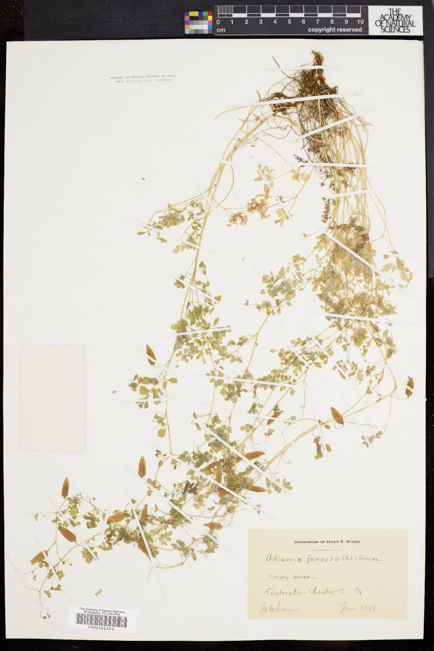 Adlumia fungosa image