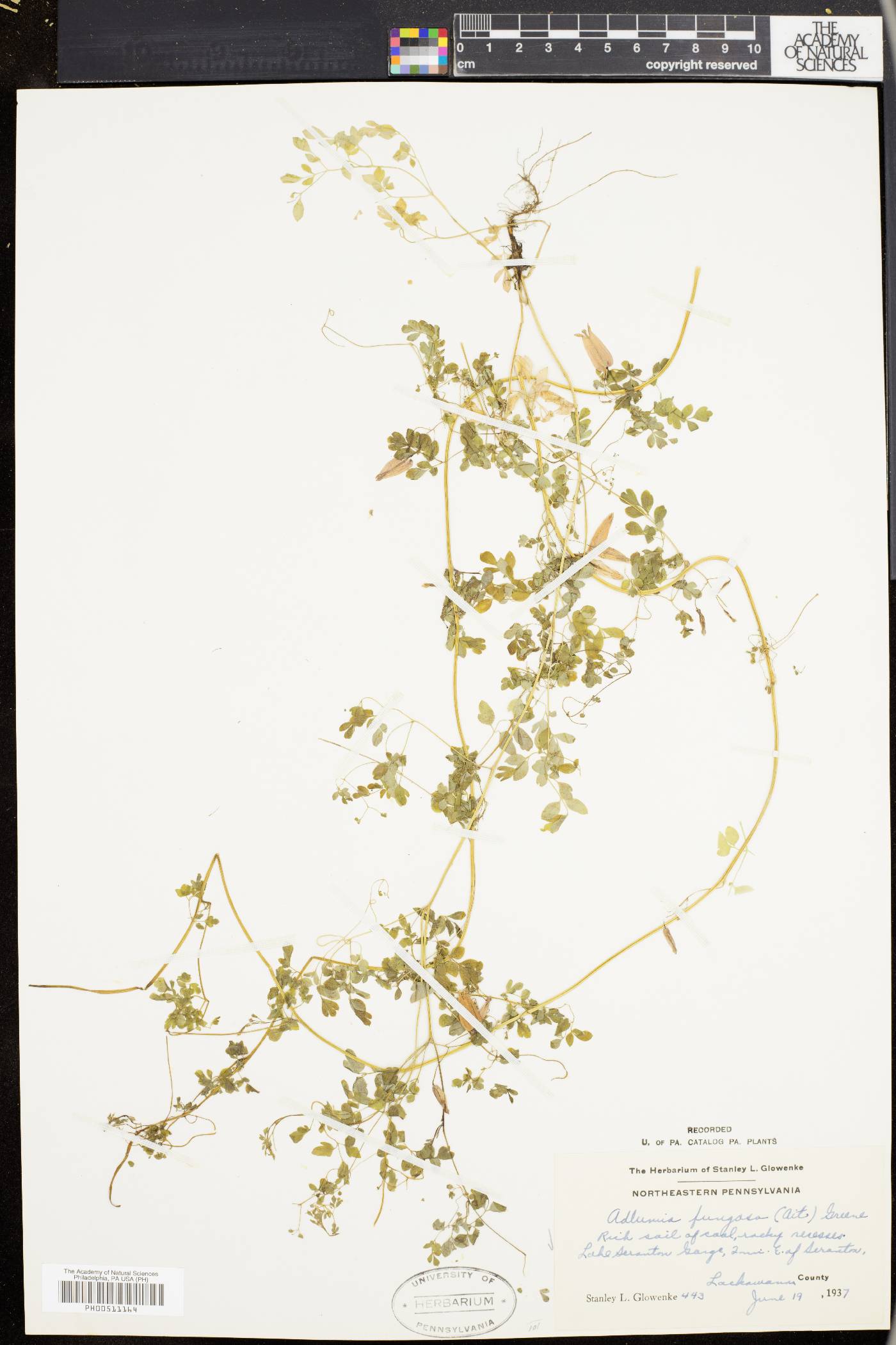 Adlumia fungosa image