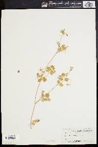 Corydalis flavula image