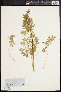 Corydalis flavula image