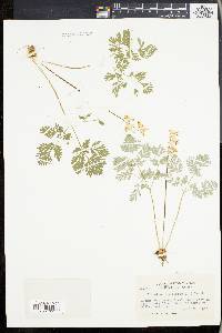 Dicentra cucullaria image