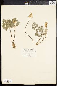 Dicentra cucullaria image