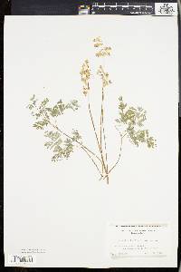 Dicentra cucullaria image