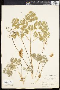 Dicentra cucullaria image