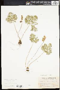 Dicentra cucullaria image