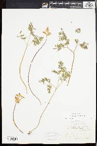 Dicentra cucullaria image