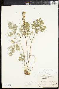 Dicentra cucullaria image