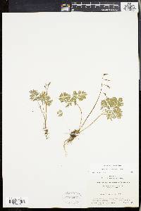 Dicentra cucullaria image