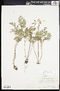 Dicentra cucullaria image