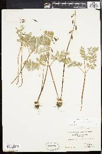 Dicentra cucullaria image