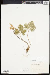 Dicentra cucullaria image