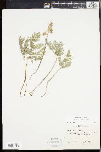 Dicentra cucullaria image