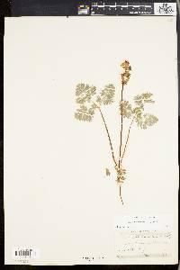 Dicentra cucullaria image