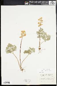 Dicentra cucullaria image