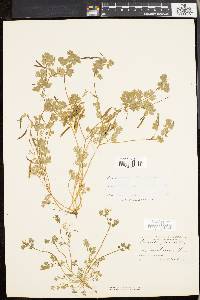 Corydalis flavula image