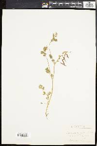 Corydalis flavula image