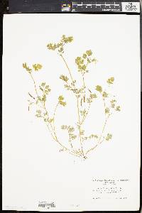 Corydalis flavula image