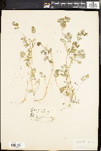 Corydalis flavula image