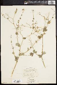 Capnoides sempervirens image