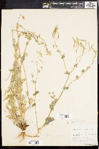 Capnoides sempervirens image