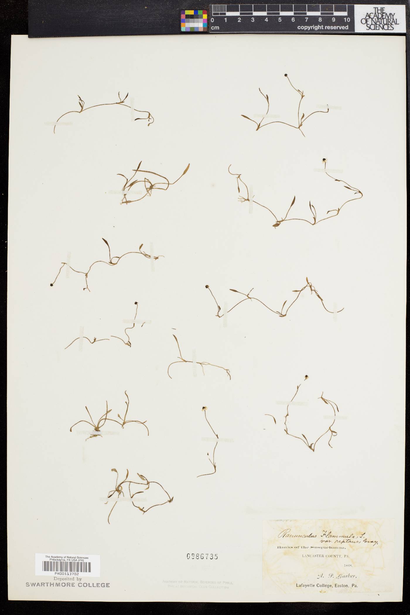 Ranunculus reptans image
