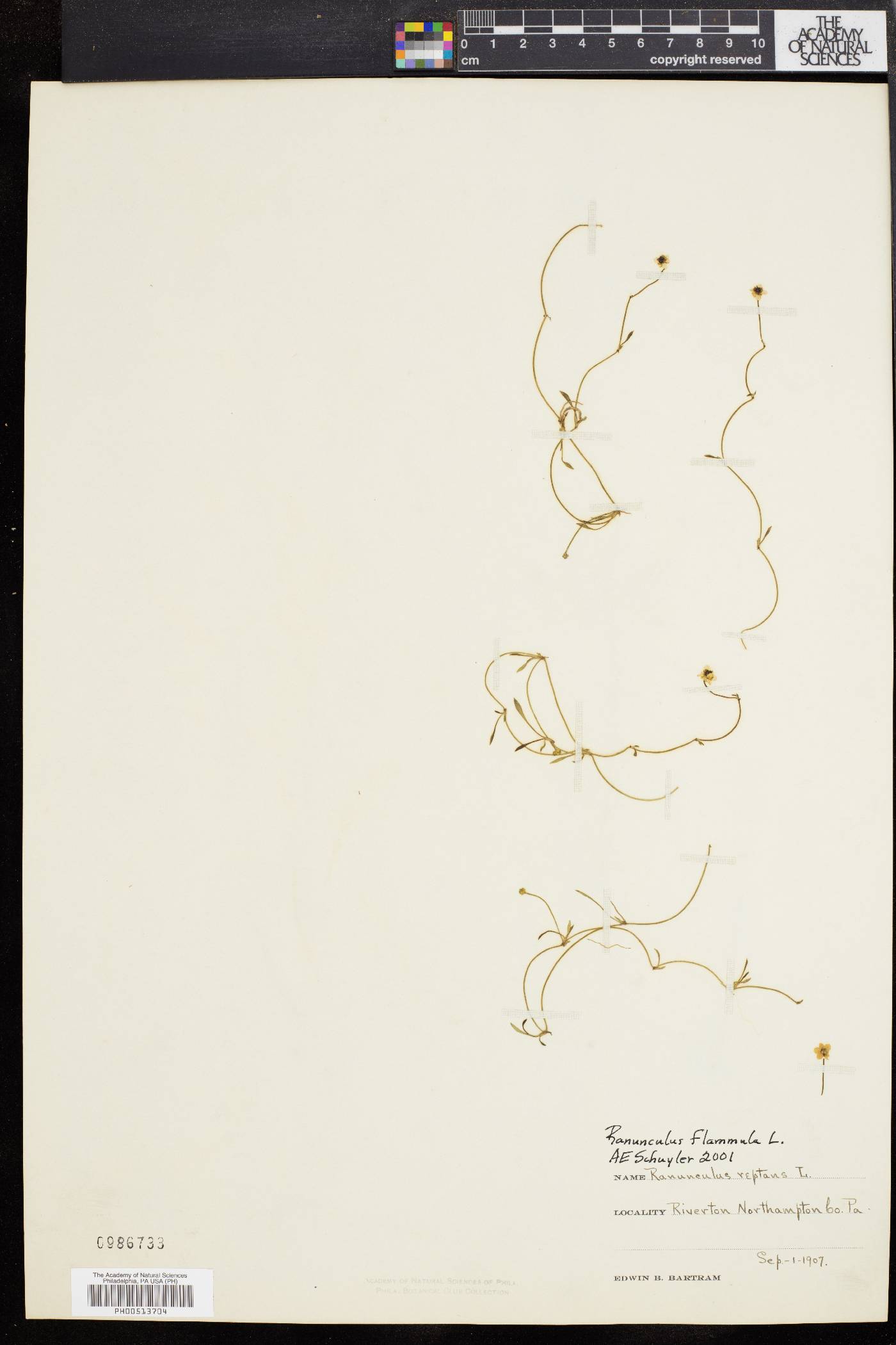 Ranunculus reptans image