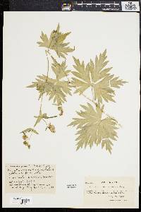 Image of Aconitum noveboracense