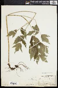 Actaea alba image