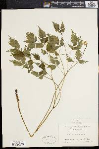 Actaea alba image