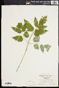 Actaea alba image