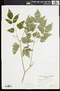 Actaea alba image