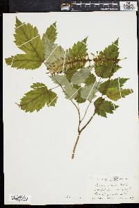 Actaea alba image