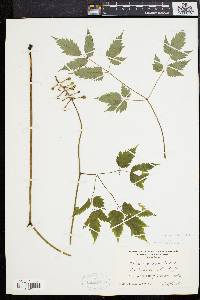 Actaea alba image