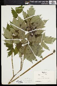 Actaea alba image