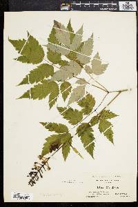 Actaea alba image