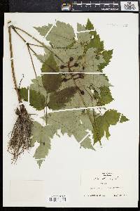 Actaea alba image