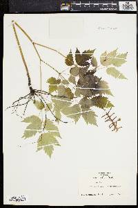 Actaea alba image