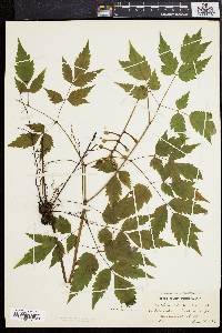 Actaea alba image