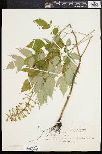 Actaea alba image